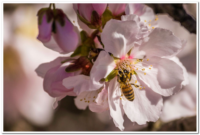 abeille butine amandier 