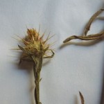 centaurea melitensis_resultat