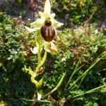 ophrys aranifera_resultat