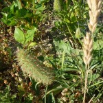 trifolium angustifolium_resultat