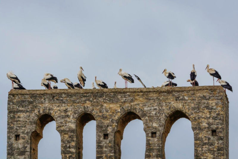cigogne