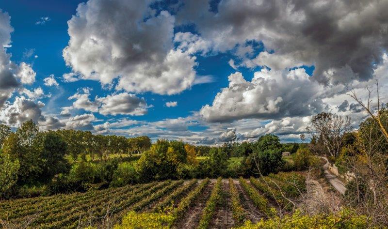 panorama vignes à Montbazin