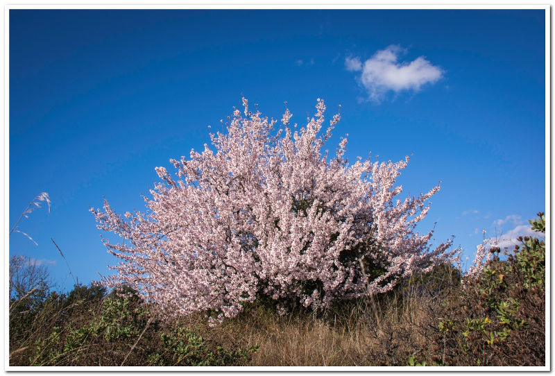 Amandier en fleurs