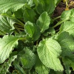 Borago_officinalis