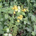 Hypericum_hirsutum