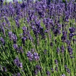 Lavandula-angustifolia