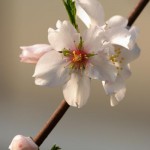 Prunus