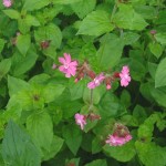 Silene_dioica