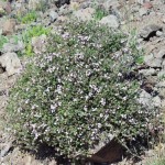 Thymus_vulgaris