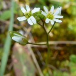 Draba verna