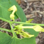 aristolochia rotunda