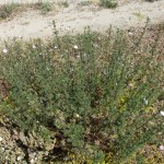 artemisia campestris