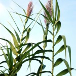 arundo donax