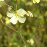 bunias erucago