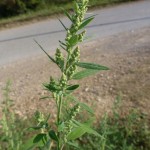 chenopodium album