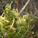 daucus carota