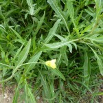 diplotaxis à feuilles ténues