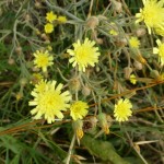 Andryala integrifolia