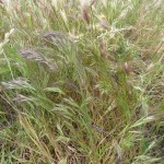 Bromus madritensis_resultat