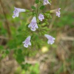 Calamintha Nepeta_resultat