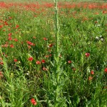 Cirsium maculatum_resultat