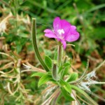 Epilobium hirsutum_resultat