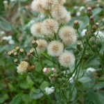 Erigeron crispus_resultat