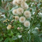 Erigeron crispus_resultat