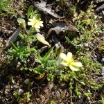 Helianthenum ledifolium_resultat