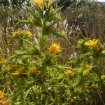 Scolymus hispanicus_resultat