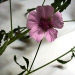 althaea cannabina