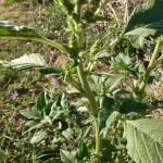 amaranthus retroflexus_resultat