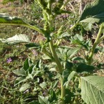 amaranthus retroflexus_resultat