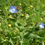 anchusa azurea