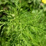 artemisia annua_resultat