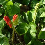 arum italicum_resultat