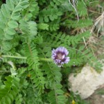 astragalus stella_resultat