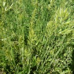 bromus lanceolatus_resultat