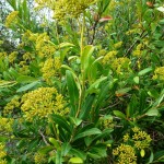 bupleurum fructicosum_resultat