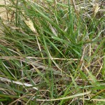 carex halleriana_resultat