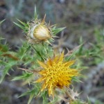 carlina carymbosa_resultat