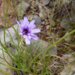 catananche caerulea_resultat