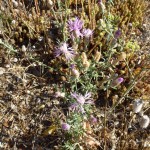 centaurea paniculata_resultat