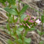 centaurium erythrea_resultat