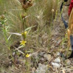 centaurium maritimum_resultat