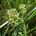 centranthus calcitrapae_resultat