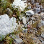 cephalaria leucantha_resultat