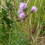 cirsium arvense_resultat