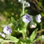 cynoglossum creticum_resultat