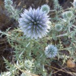 echinops ritro_resultat